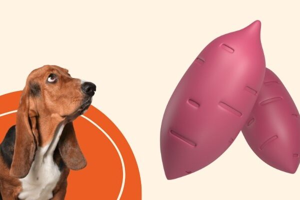 cachorro pode comer batata doce