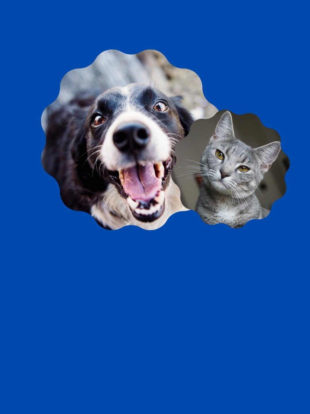 Animal de Apoio Emocional