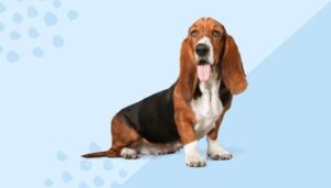 nome de cachorro masculino