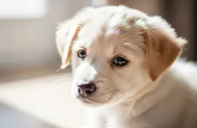 Animal de Estimação Dicas Com Seu Pet