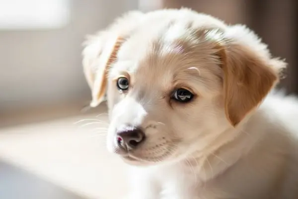 Animal de Estimação Dicas Com Seu Pet