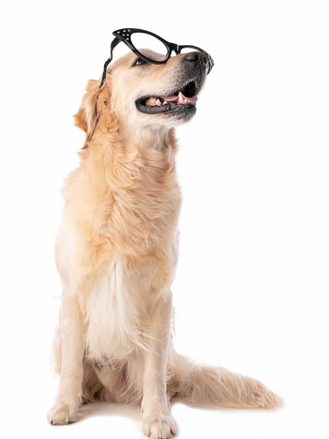 Cachorro enxerga no escuro