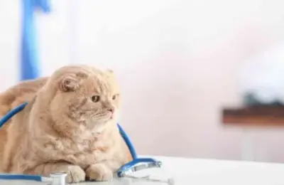 Com quantos meses o gato pode ser castrado