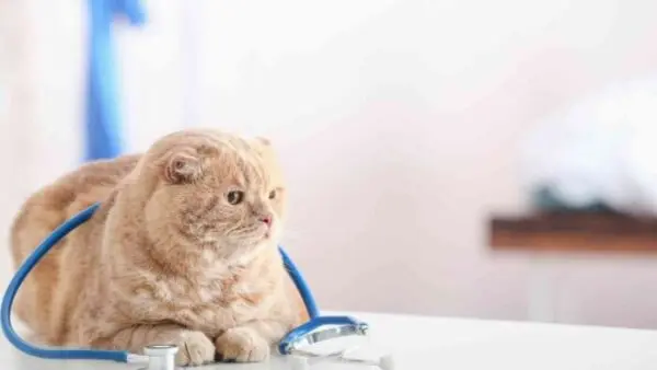 Com quantos meses o gato pode ser castrado