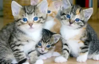 idades de gatos