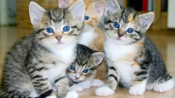 idades de gatos