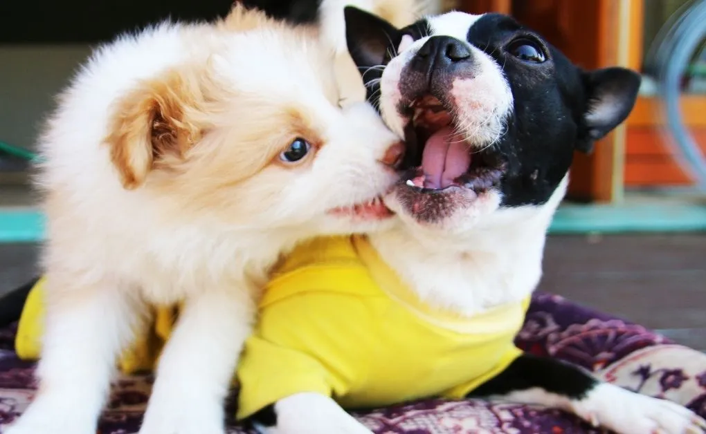 Adestramento e Alimentação do Seu Pet Adestramento e Alimentação