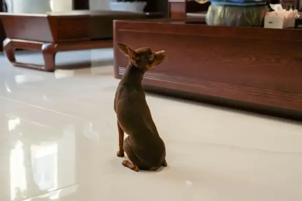 Cachorro Doméstico
