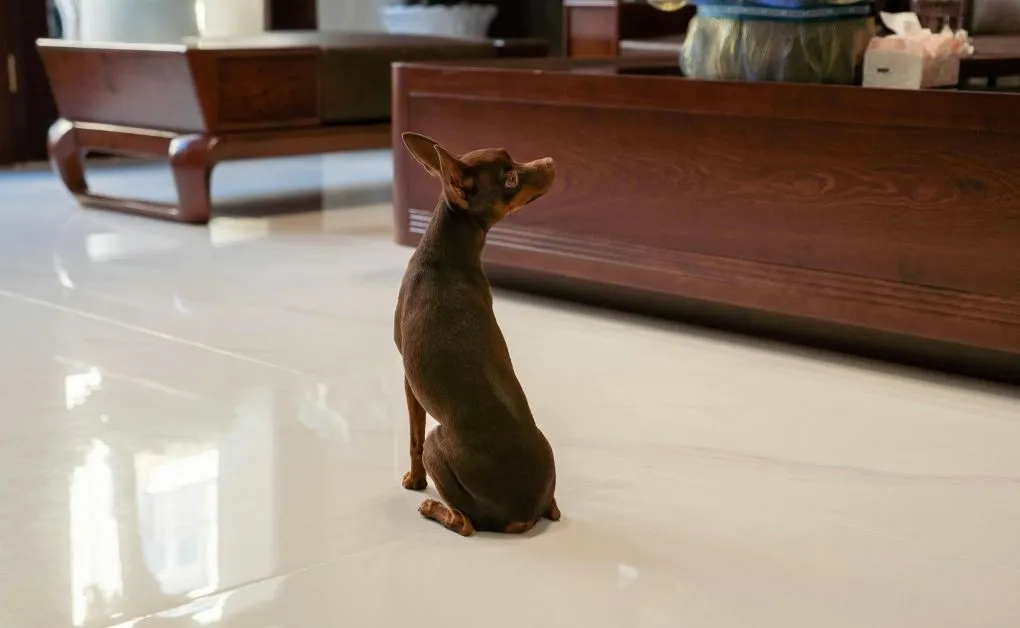 Cachorro Doméstico: O Que Você Precisa Saber Cachorro Doméstico