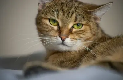 Gato doméstico de pelo curto