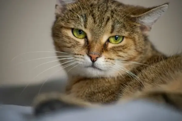 Gato doméstico de pelo curto