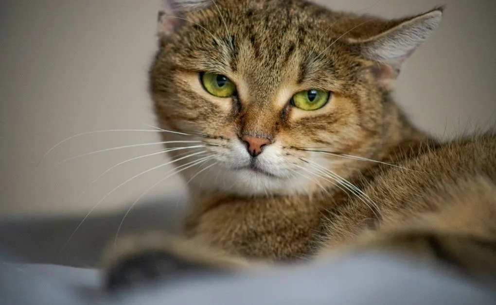 Gato doméstico de pelo curto