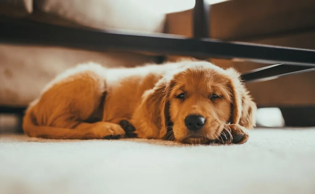 Melhor Amigo do Homem 2026