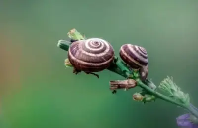 10 animais invertebrados