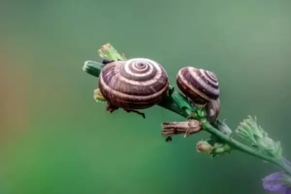 10 animais invertebrados
