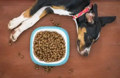 Como trocar a ração de cachorro filhote
