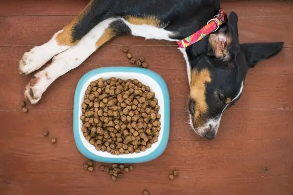 Como trocar a ração de cachorro filhote