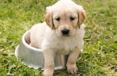 Frutas que Cachorro Pode Comer