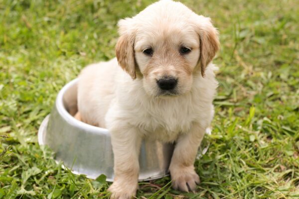 Frutas que Cachorro Pode Comer