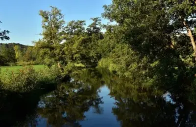 Que Animais Vivem no Pantanal