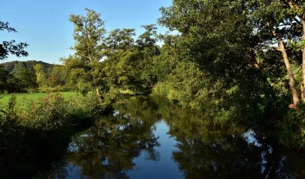 Que Animais Vivem no Pantanal