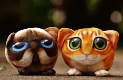 gatinho gordo