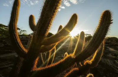 Animais da Caatinga