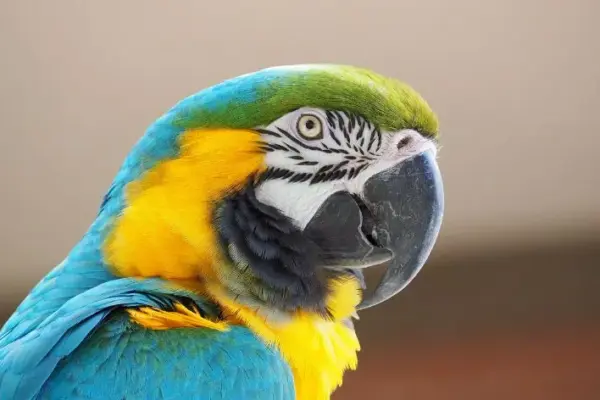 Animais em Extinção da Amazônia
