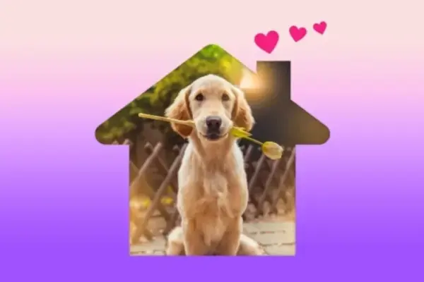 Filhote de Cachorro