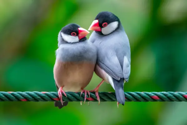 What’s the Best Animal for Kids