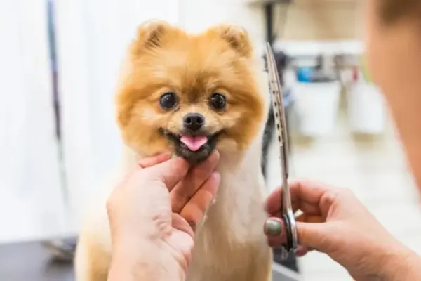 Adestrador de Cães