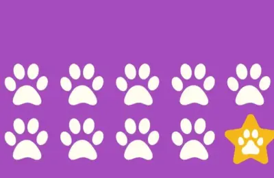 abrigo para cachorro Rio de Janeiro