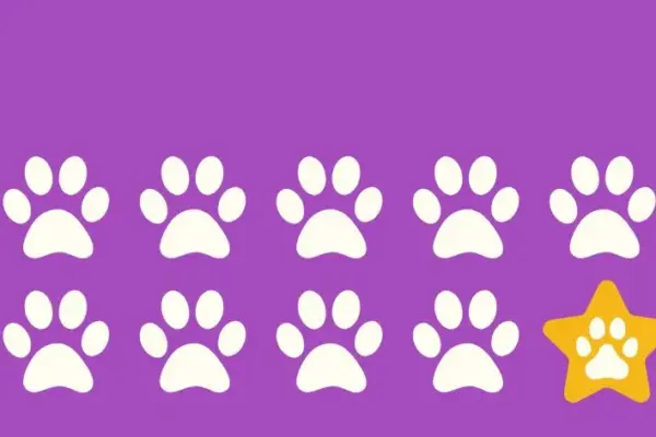 abrigo para cachorro Rio de Janeiro