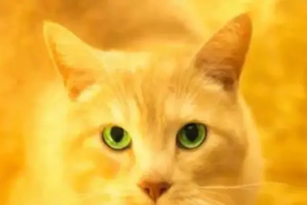 adotar um gatinho em são Paulo