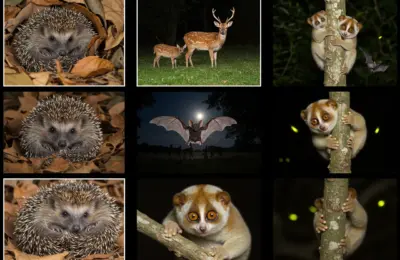 animais noturnos