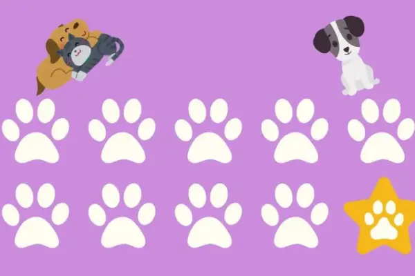 cães e gatos