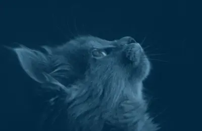 A doação de gatos é uma prática cada vez mais comum e necessária em nossa sociedade. Com o aumento da população de animais abandonados