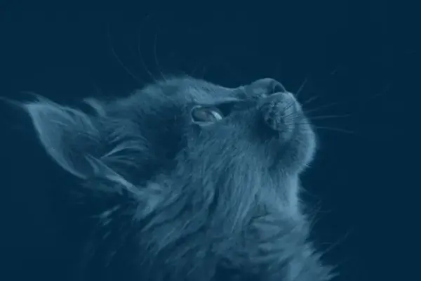 A doação de gatos é uma prática cada vez mais comum e necessária em nossa sociedade. Com o aumento da população de animais abandonados