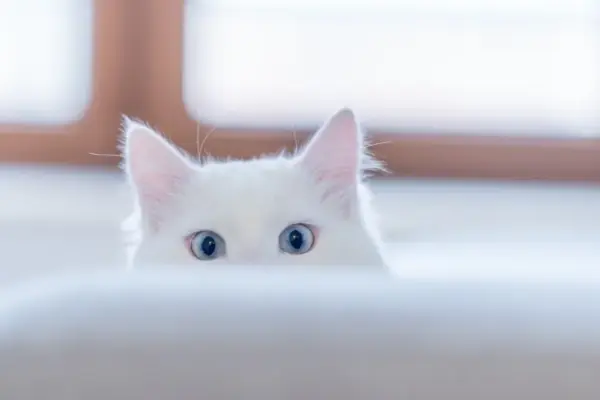 nomes para gatos