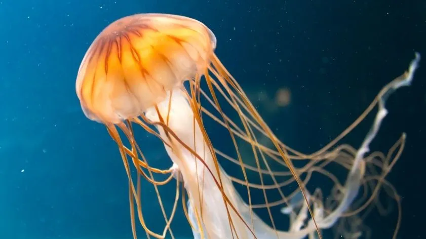 Animais Mais Perigosos do Mundo Animais Mais Perigosos do Mundo