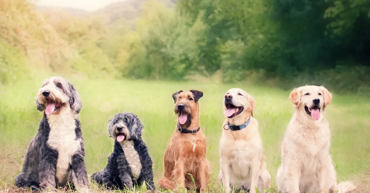 Animalzinho de Estimação