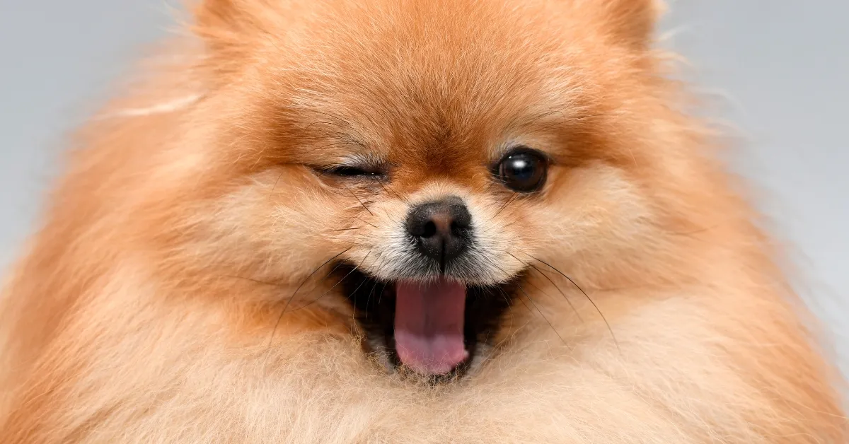 nome de cachorro de rico