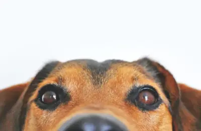 Nomes de Cachorro de Rico