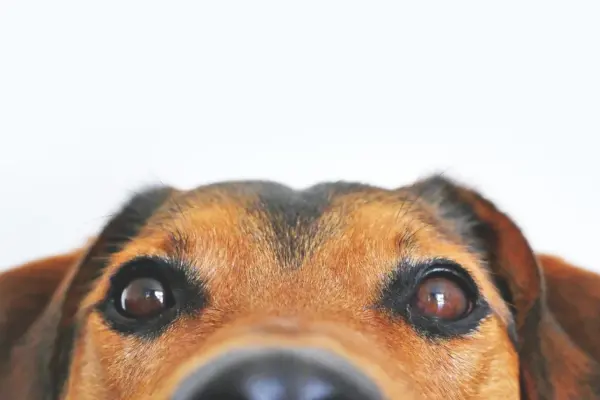 Nomes de Cachorro de Rico