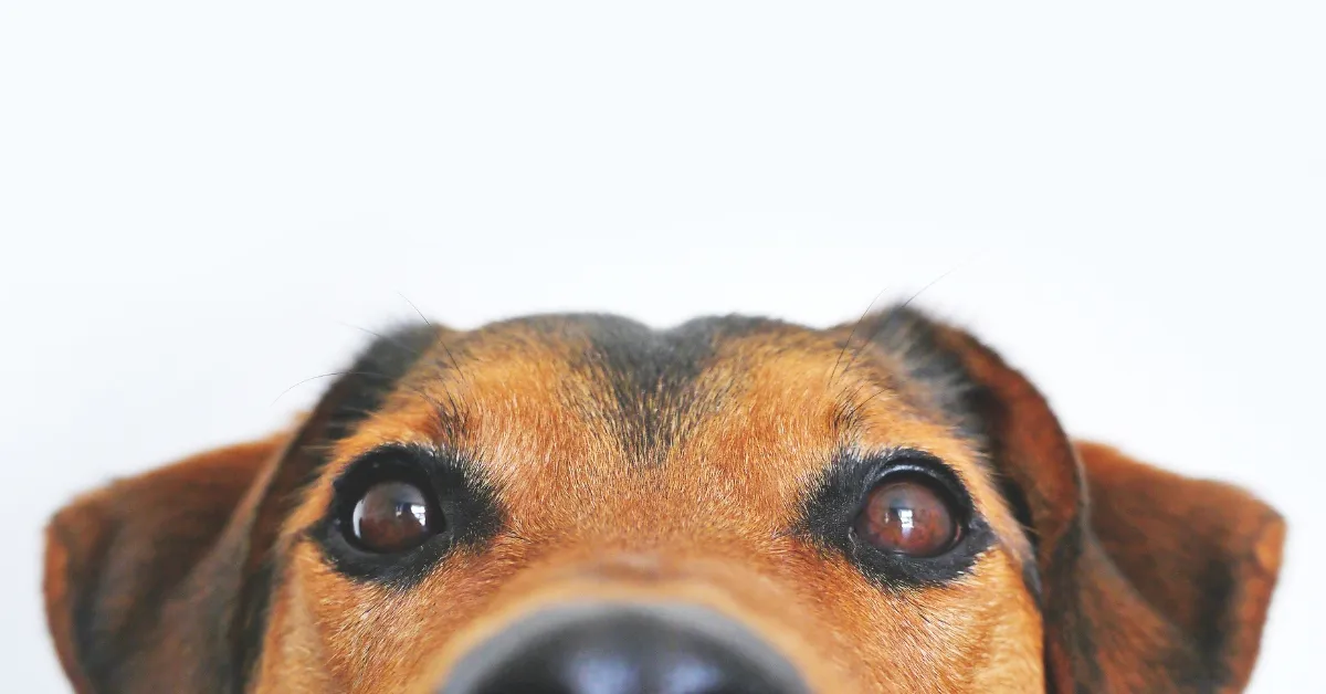 Nomes de Cachorro de Rico