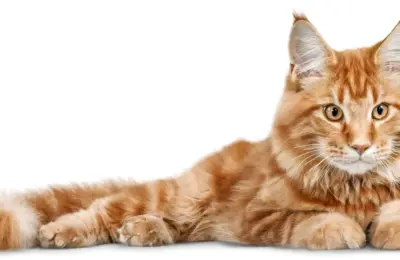 Nomes para Gatos Masculinos