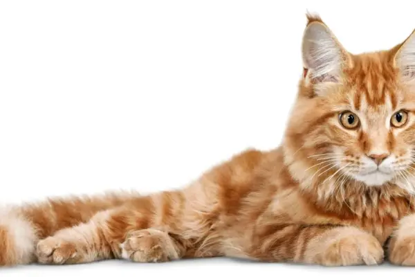 Nomes para Gatos Masculinos