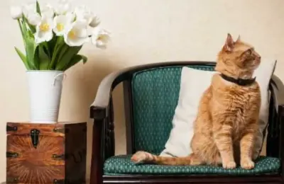 Qual animal pode ter em casa