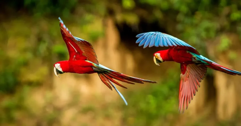 Qual é o animal mais famoso no Brasil? Qual é o animal mais famoso no Brasil
