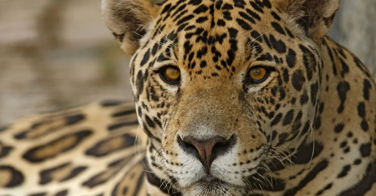 Qual é o animal mais famoso no Brasil